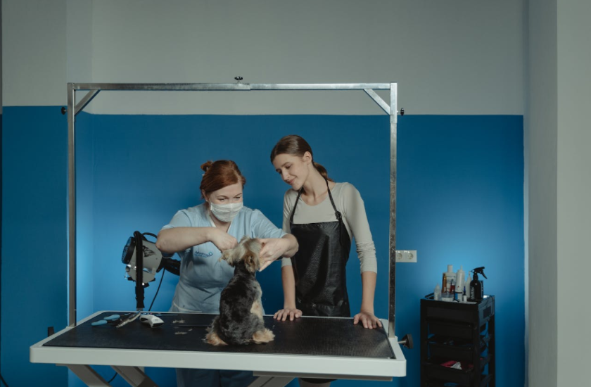 Start a Pet Business with Franchise Support and Community Appeal