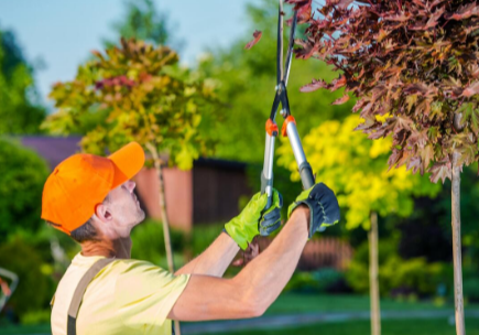 Tips for Safe and Effective Tree Care at Home