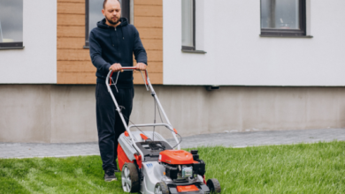 How to Maintain a Healthy Lawn Year-Round