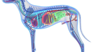 Dog Anatomy Diagram: A Complete Guide to Understanding Canine Structure
