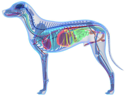 Dog Anatomy Diagram: A Complete Guide to Understanding Canine Structure